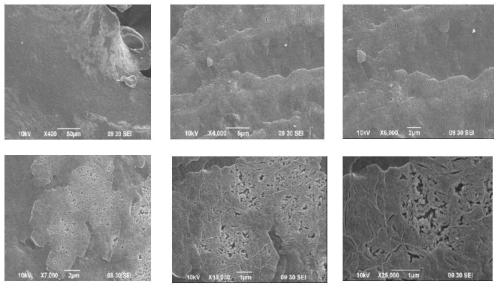 Crocodile egg white hydrolysate as well as preparation method and application thereof