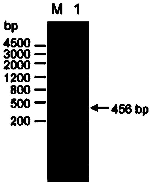 Application of rice oslea5c‑1 gene in breeding heavy metal resistant rice varieties