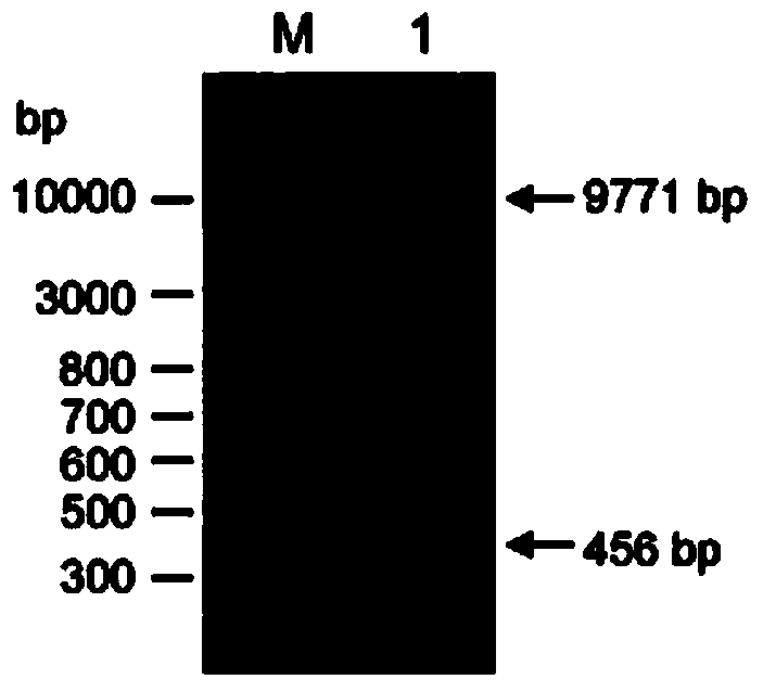 Application of rice oslea5c‑1 gene in breeding heavy metal resistant rice varieties