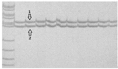 Nucleotide sequence and detection method for detecting purity of Jinyou #401 cucumber hybrid seed