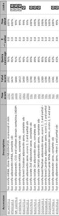 A gAd gene of porcine globular adiponectin and protein encoded by gAd gene and application