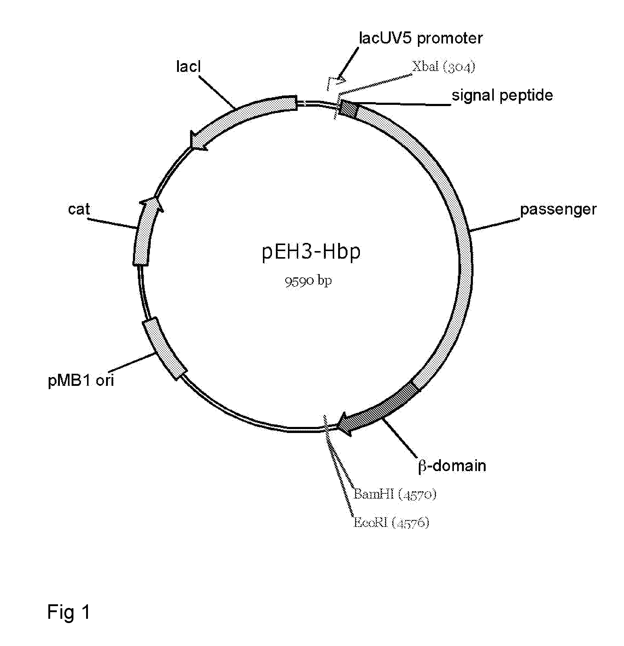 Fusion protein for secretory protein expression