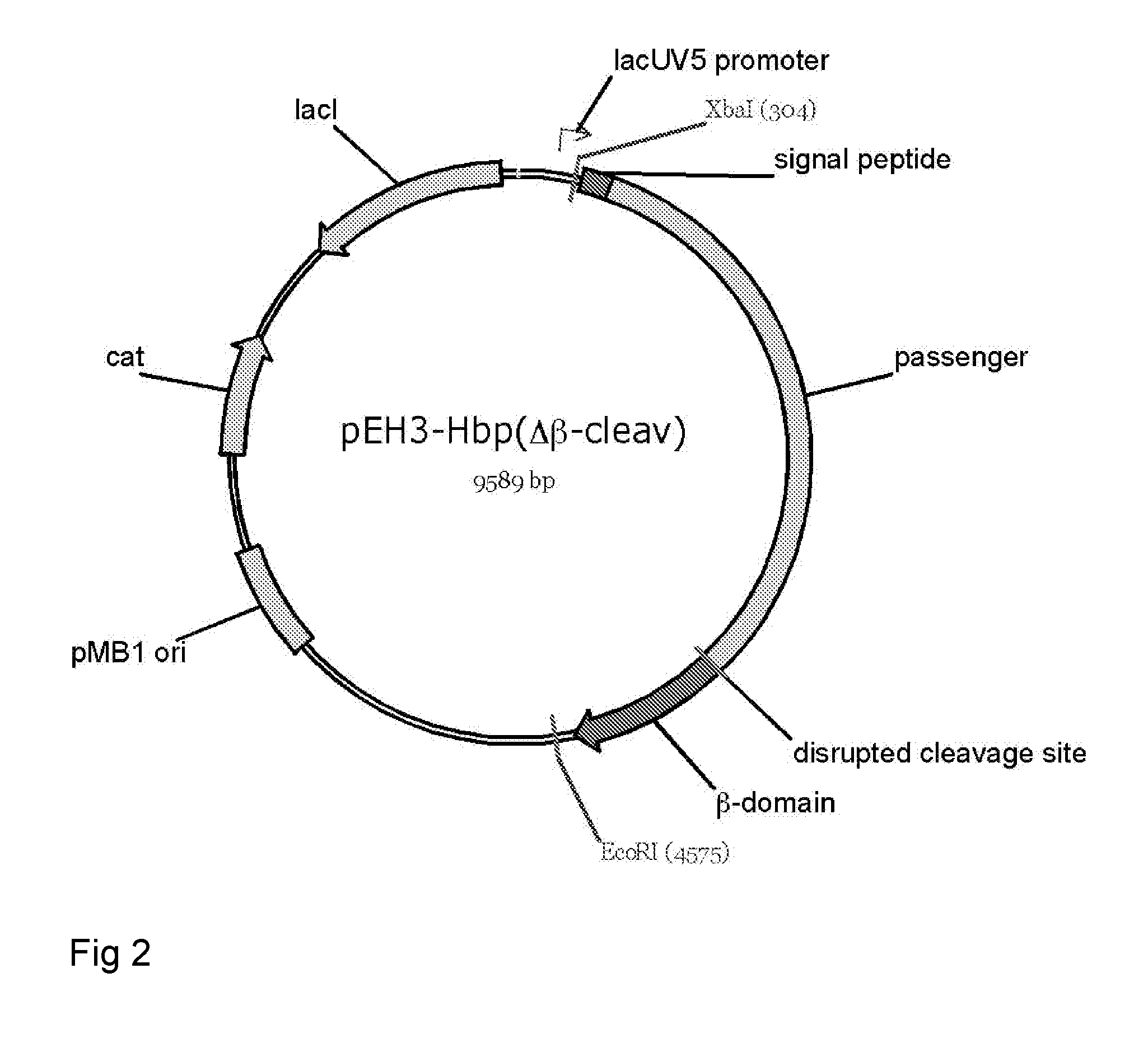 Fusion protein for secretory protein expression