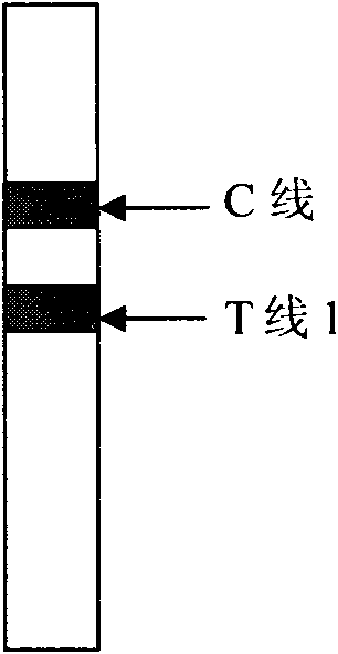 Method for semi-quantitative diagnosis of creatine kinase isoenzyme by double indicating line immuno-chromatography