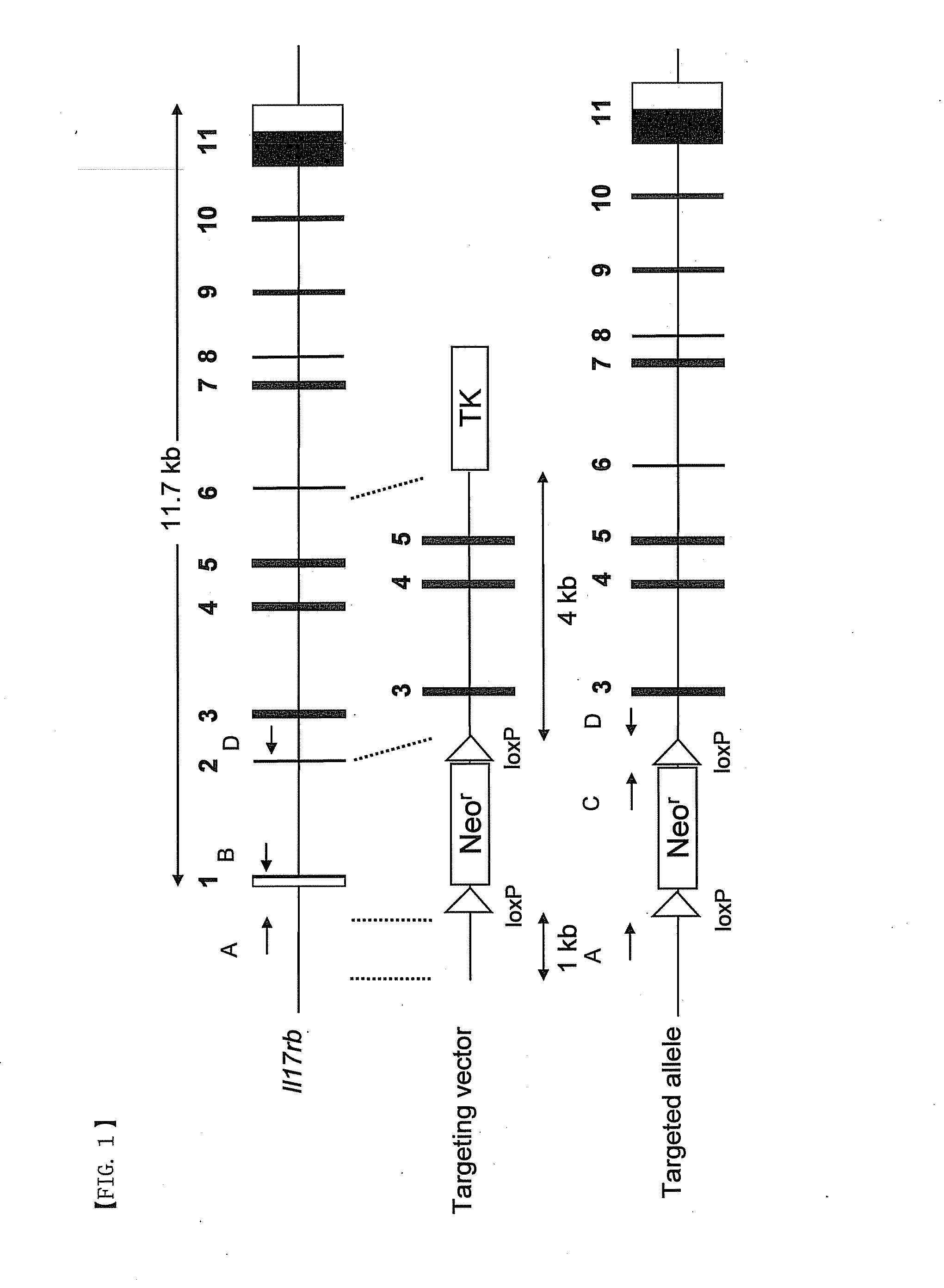 Therapeutic agent of non-allergic airway inflammation and/or non-allergic hyperresponsive airway