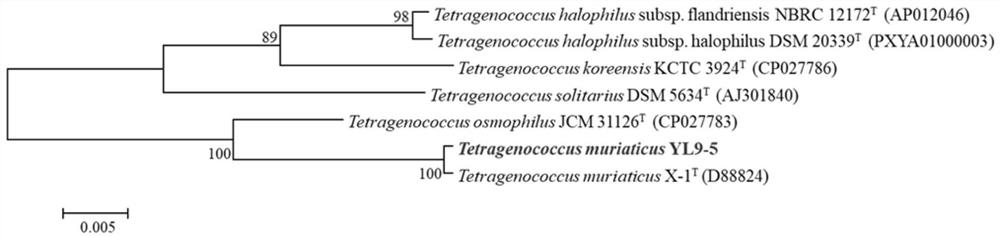 Method for improving flavor of rapidly-fermented fish sauce by using salted tetragonococcus