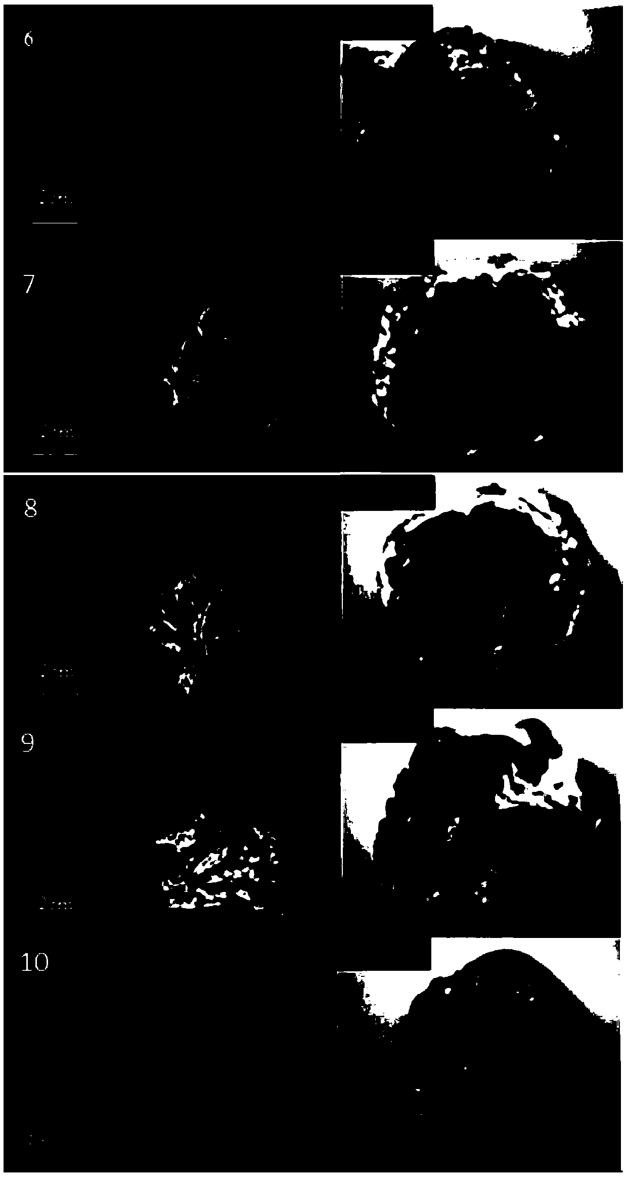 Method for establishing HPLC (High Performance Liquid Chromatography) fingerprints of stiff silkworms