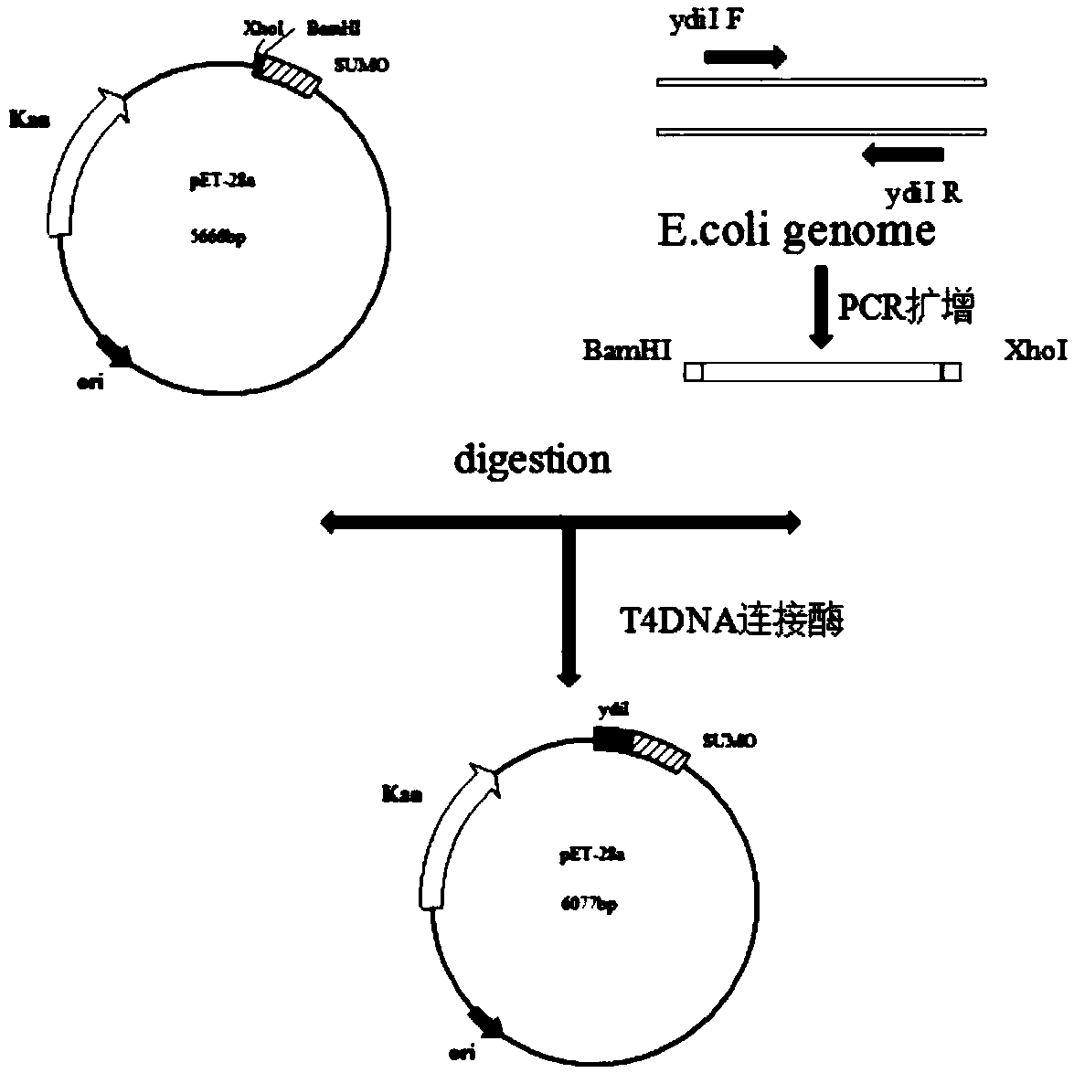 Method for preparing 10-hydroxy-2-caproleic acid through escherichia coli engineering bacteria resting cells