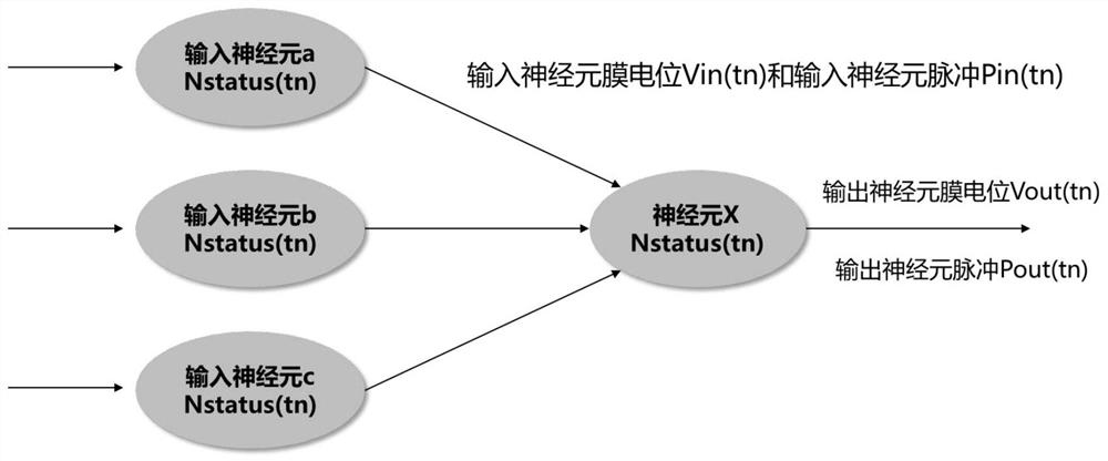 Neuron calculation method