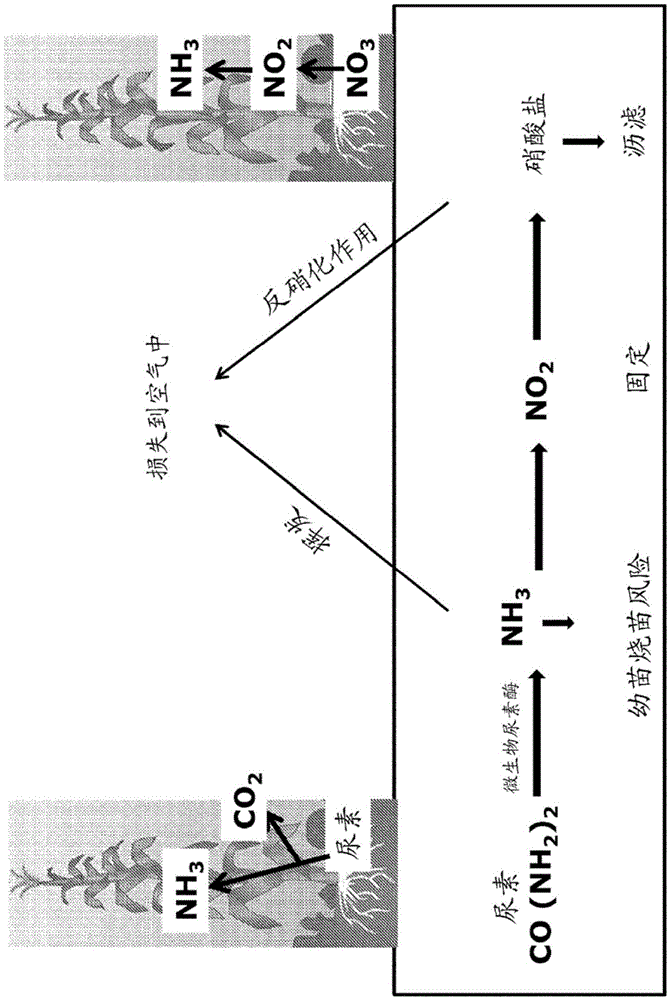 Engineering plants for efficient uptake and utilization of urea to improve crop production