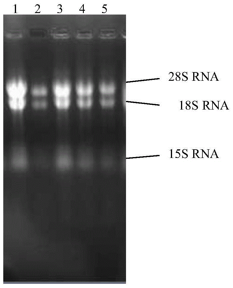 Cordyceps sinensis ctp synthetase, coding gene and application thereof