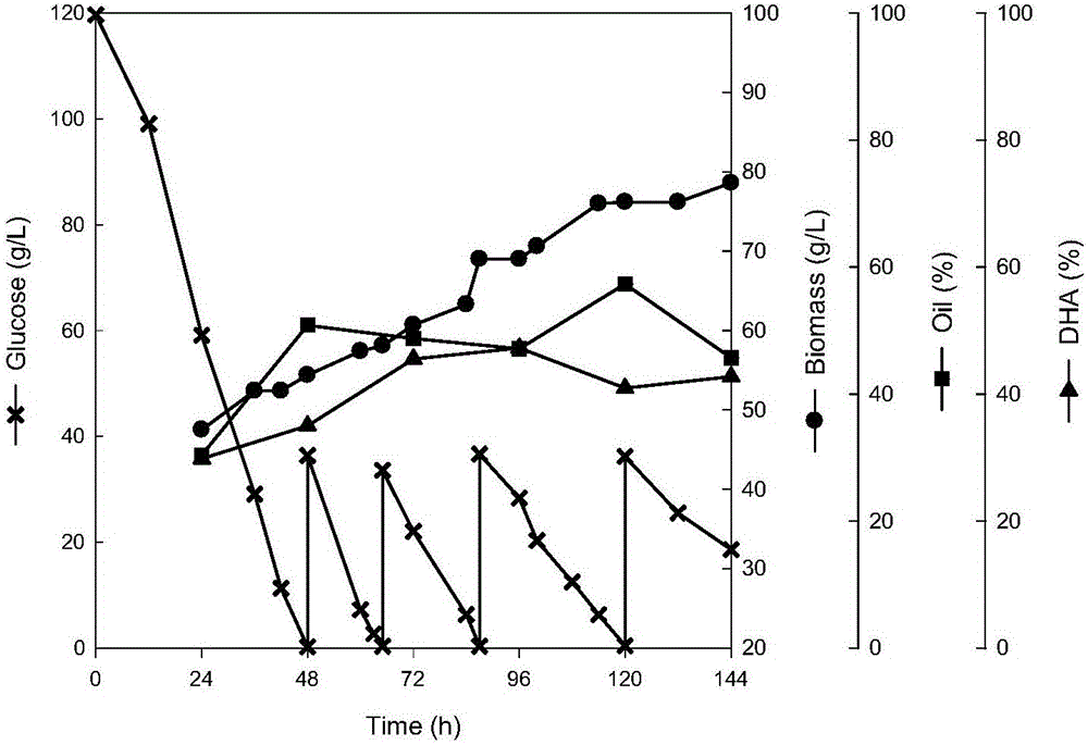 Method for producing docosahexaenoic acid by fermentation tank substrate feeding