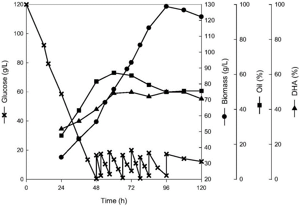 Method for producing docosahexaenoic acid by fermentation tank substrate feeding