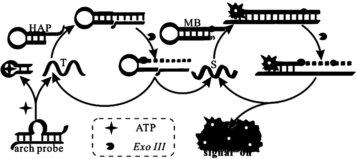 Biosensor for detecting adenosine triphosphate (ATP)