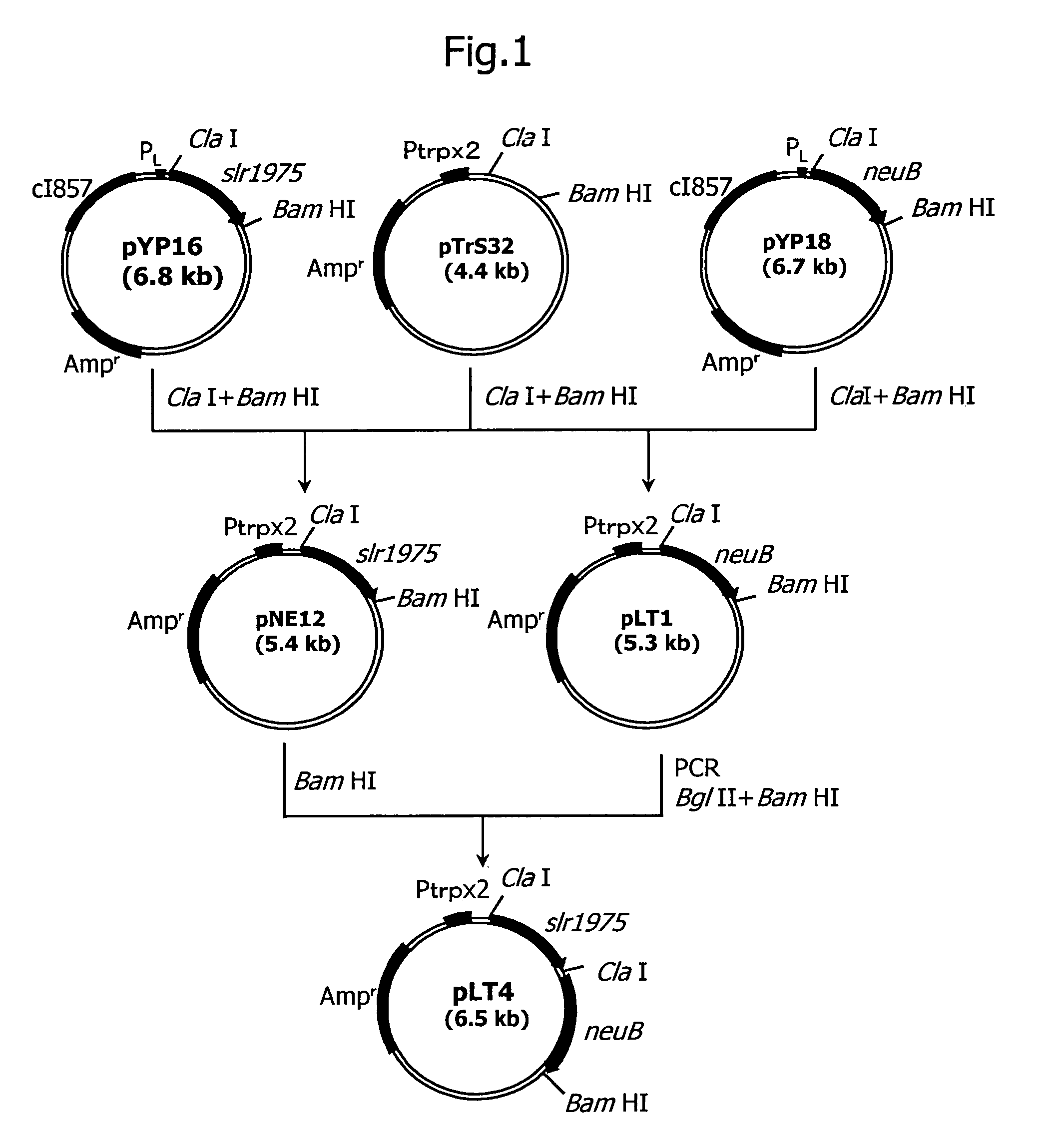 Process for producing n-acetylneuraminic acid