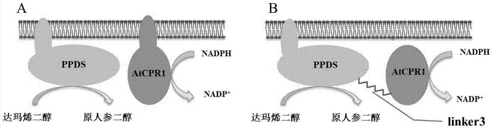 Fusion protein capable of improving dammarendiol conversion efficiency and construction method