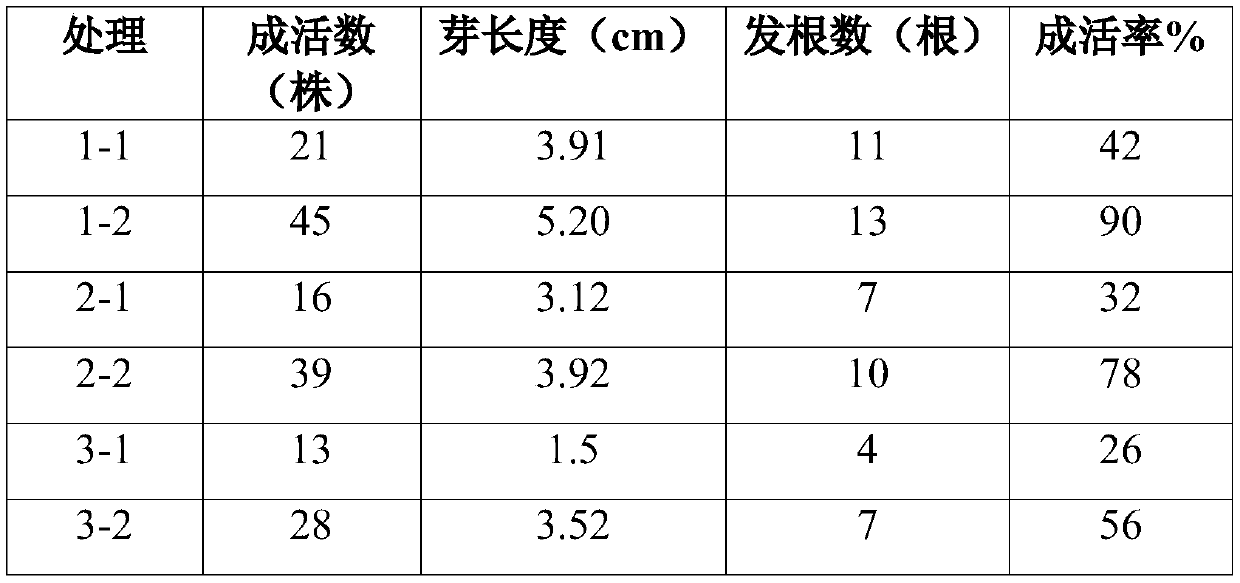 Cutting propagation method of hemp root