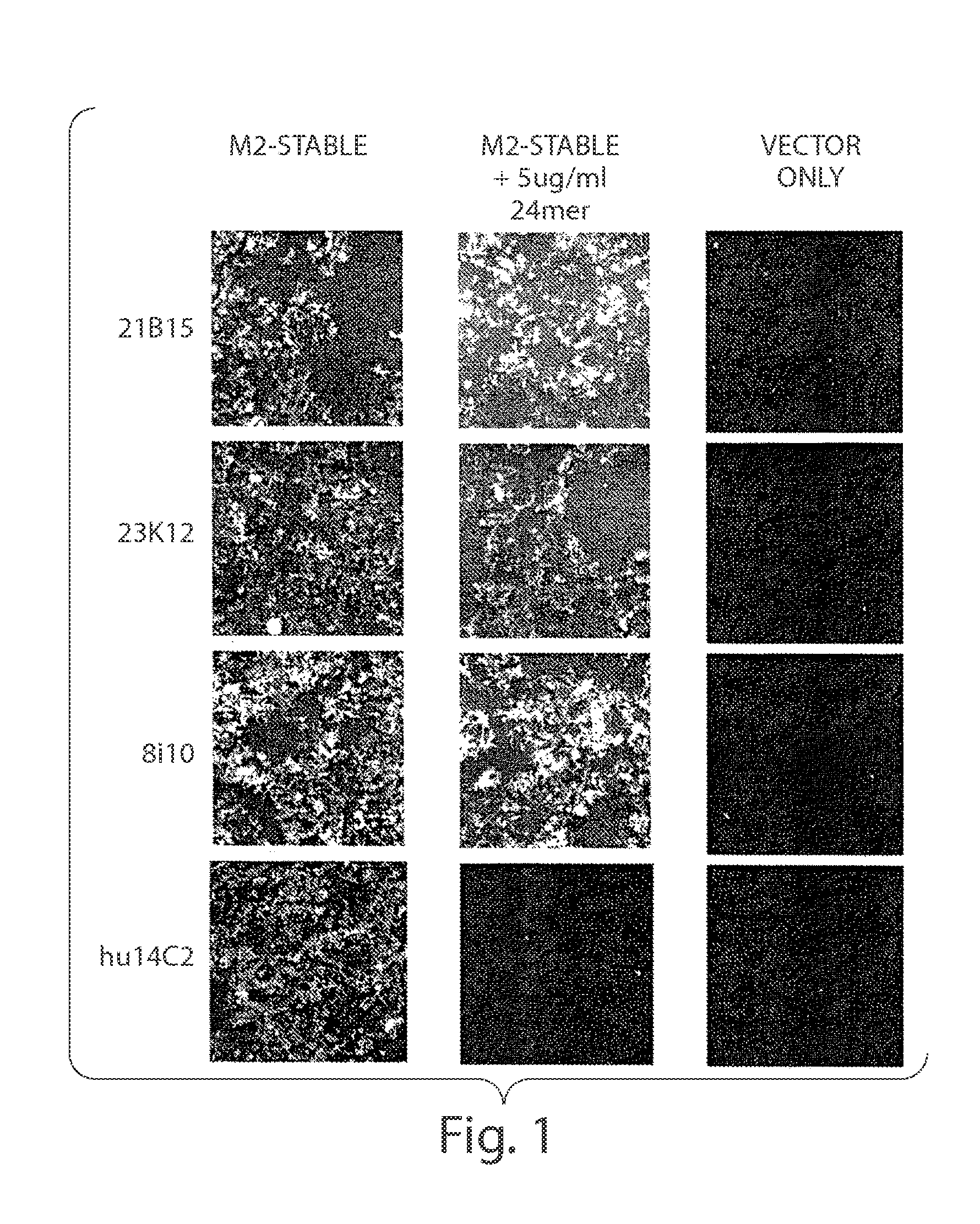 Compositions and methods for the therapy and diagnosis of influenza