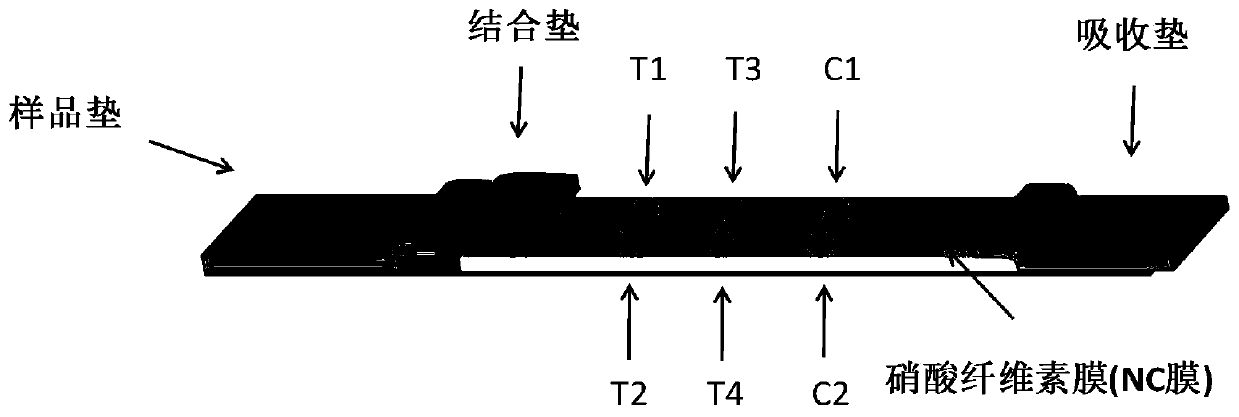 Colloidal gold lateral chromatography test strip for detecting cervical cancer and preparation method thereof