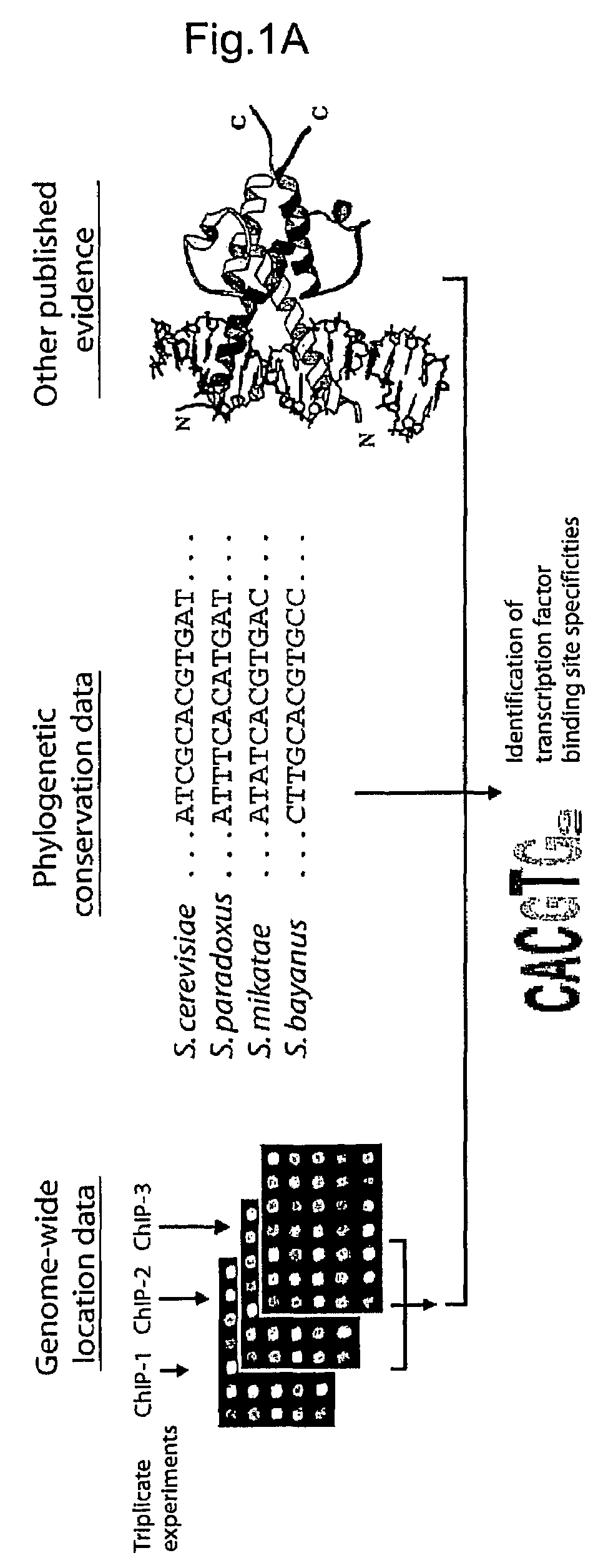 Biologically-active DNA-binding sites and related methods