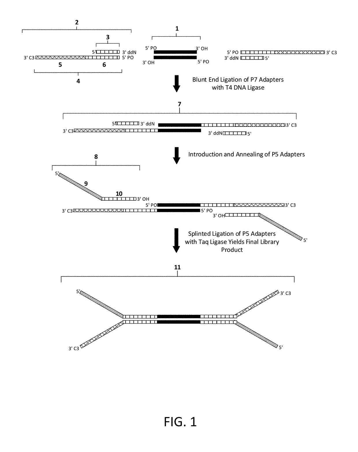 Construction of next generation sequencing (NGS) libraries using competitive strand displacement