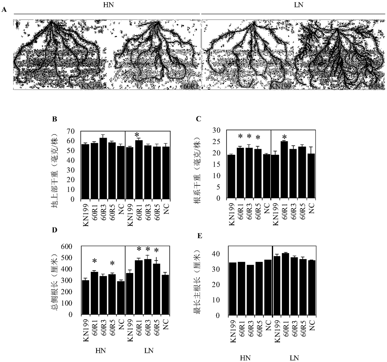 Application of protein TabZIP60 in regulation of plant root system development