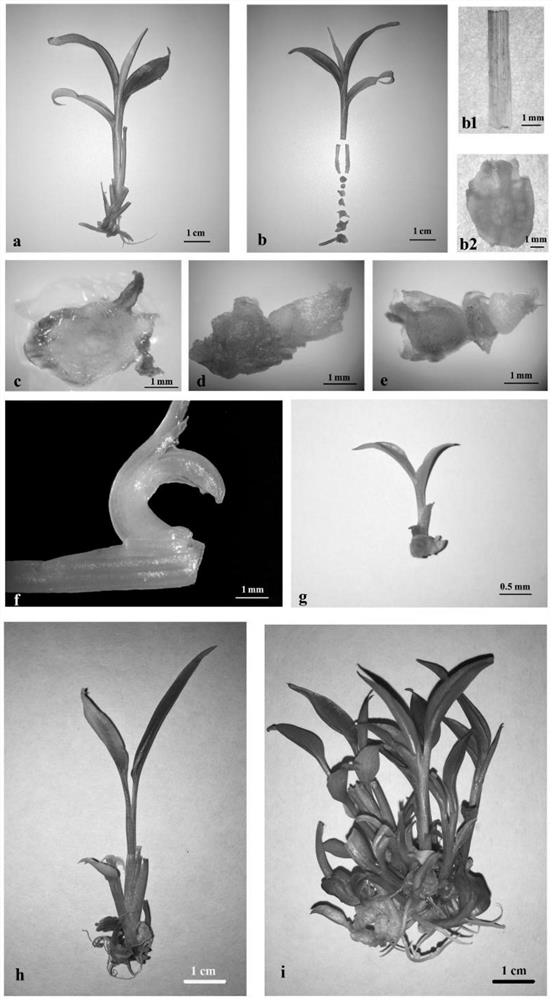 A method for inducing adventitious buds to rapidly propagate Zingiberaceae seedlings