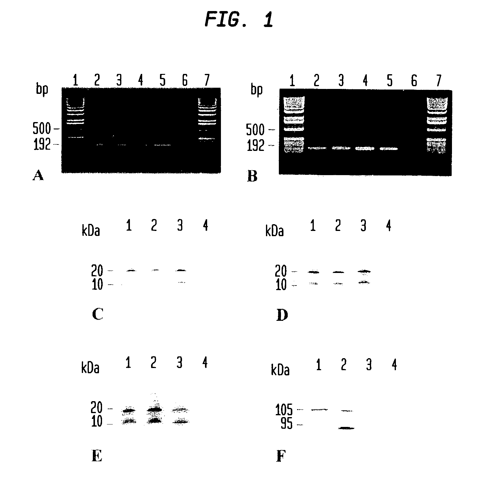 Diagnostic method for diseases by screening for hepcidin in human or animal tissues, blood or body fluids and therapeutic uses therefor