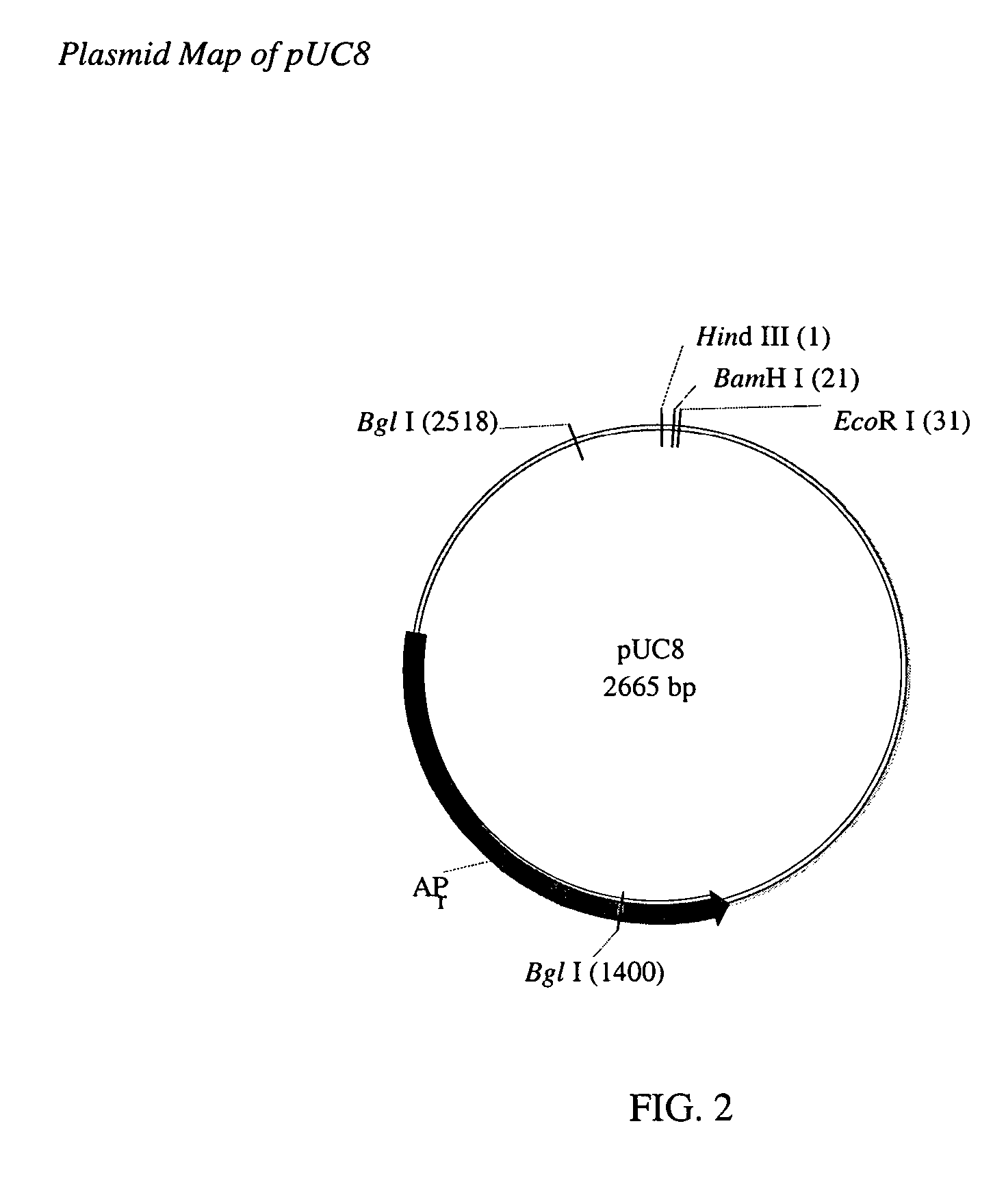 Cell lines for expressing enzyme useful in the preparation of amidated products