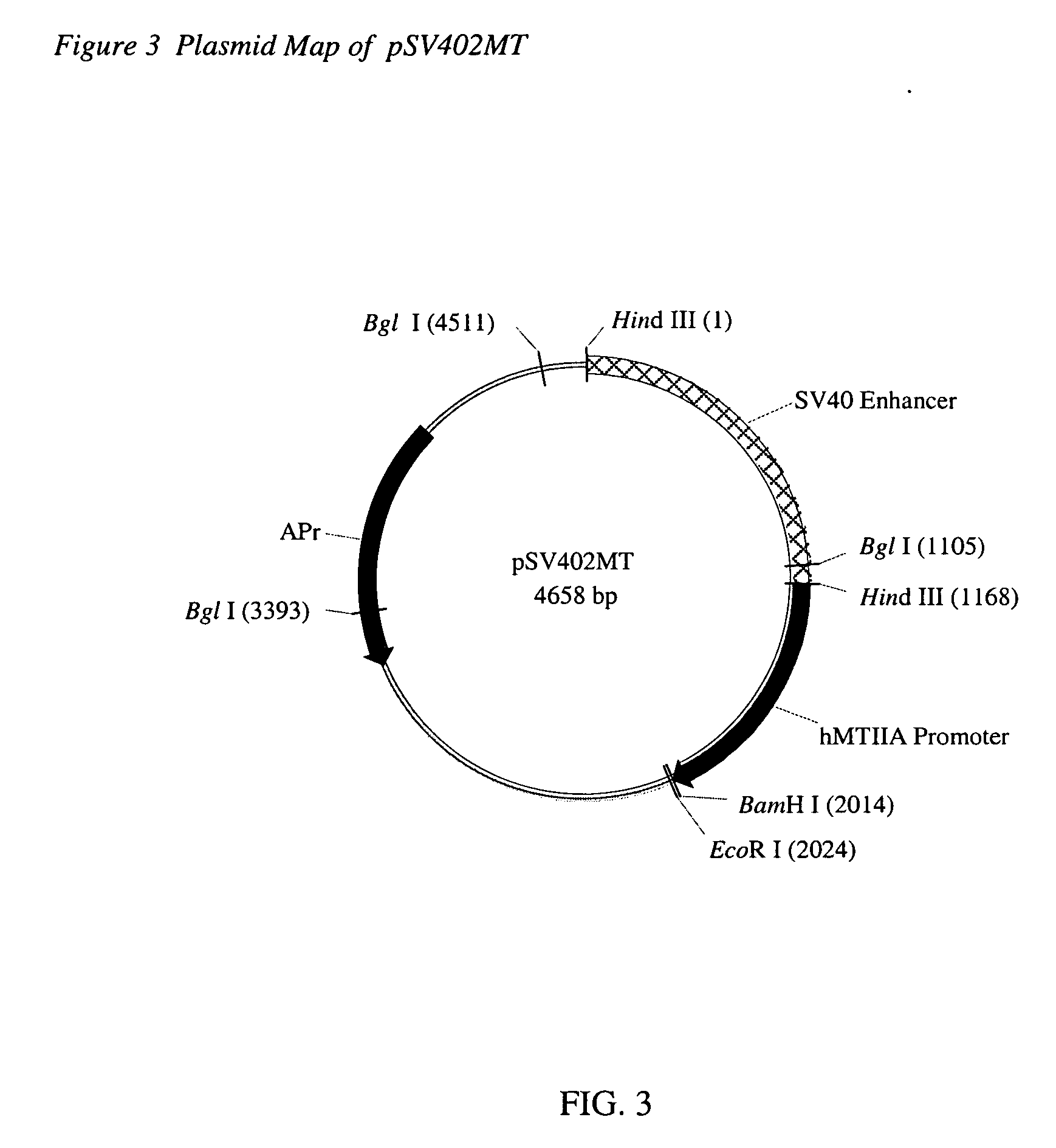 Cell lines for expressing enzyme useful in the preparation of amidated products