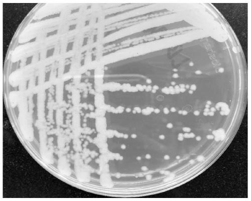 Efficient calcium mineralizing bacterium and application thereof