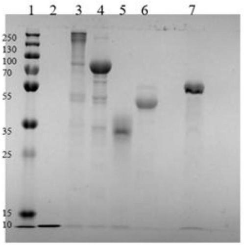 Method for extracting protein from egg white