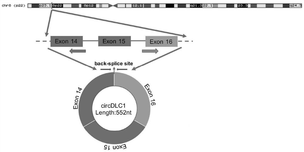 Circular RNA (Ribonucleic Acid) and application thereof
