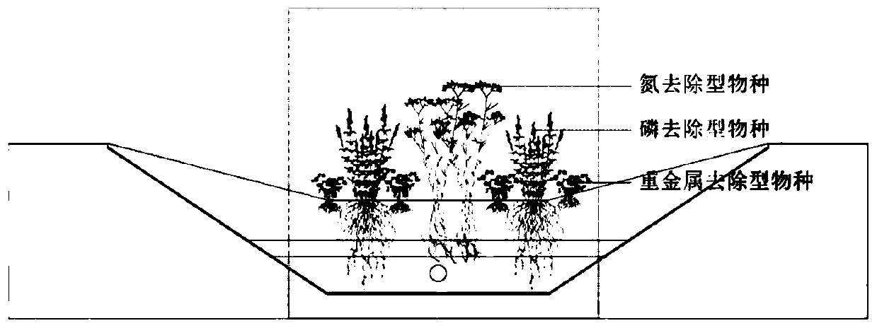 Ground cover plant community construction method applicable to bioretention facility