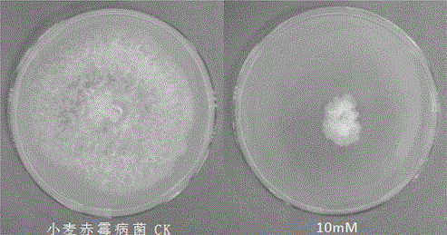 Use of butyroxylic acid in the preparation of fungicides for preventing and treating plant diseases caused by plant pathogenic bacteria