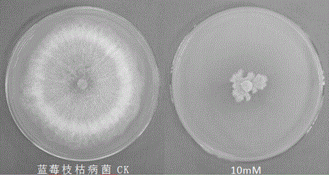 Use of butyroxylic acid in the preparation of fungicides for preventing and treating plant diseases caused by plant pathogenic bacteria