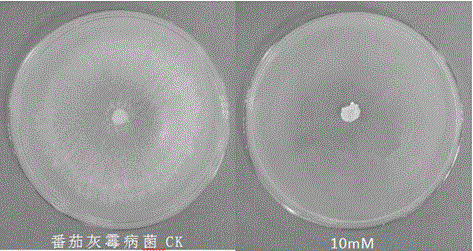 Use of butyroxylic acid in the preparation of fungicides for preventing and treating plant diseases caused by plant pathogenic bacteria