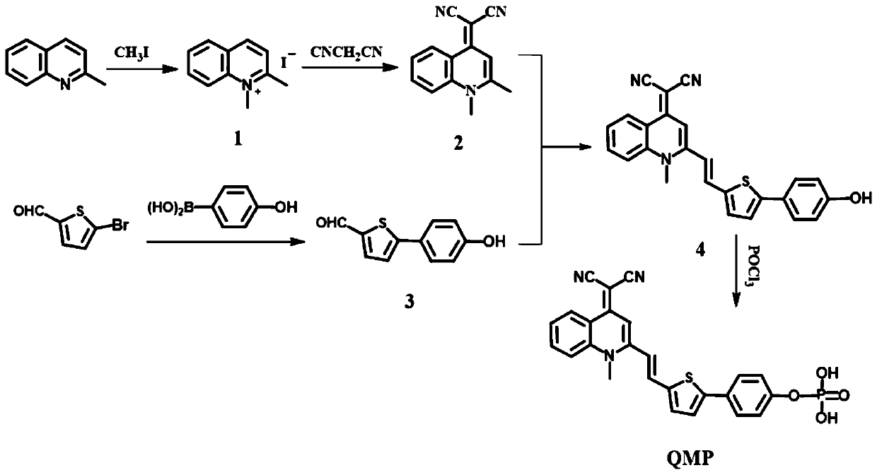 Alkaline phosphatase response type molecular probe and application thereof