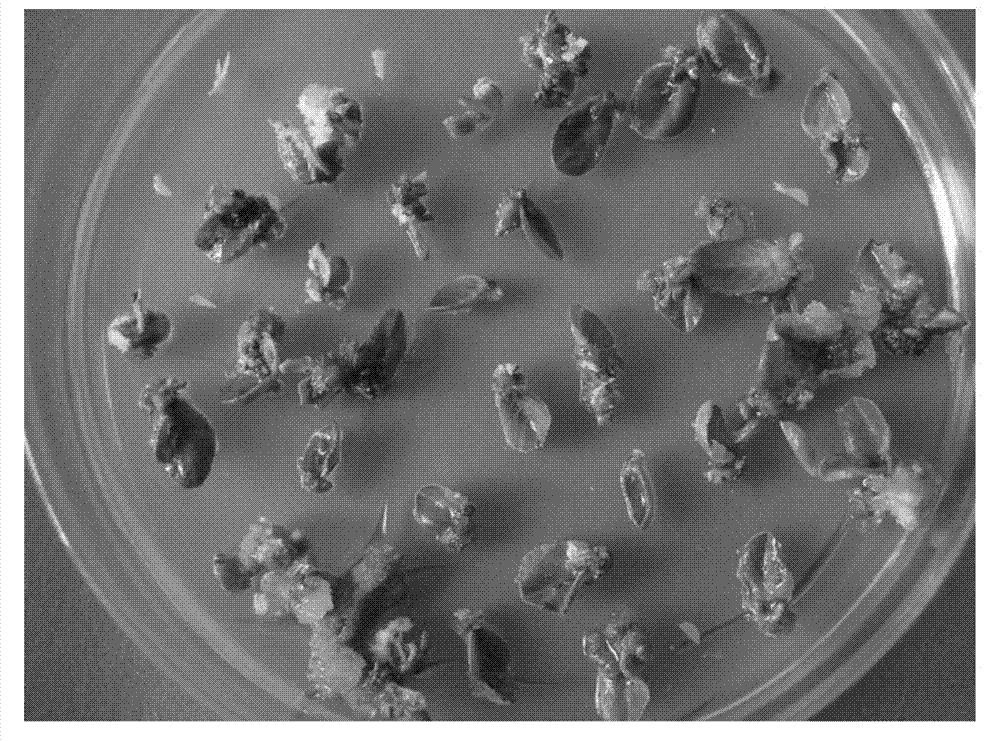 Short-period tissue culture method of peanuts