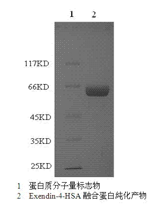 Fusion protein of exendin-4 peptide and human serum albumin (HSA) and preparation method thereof