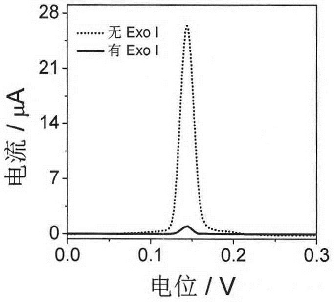 A preparation method and application of an electrochemical biosensor for simultaneous detection of exo I and TdT