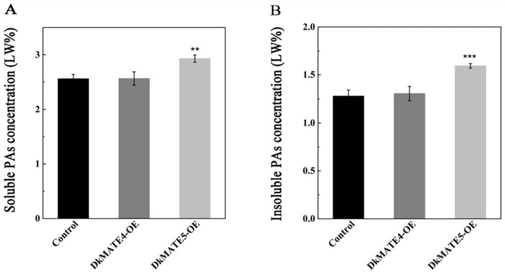 Persimmon proanthocyanidins precursor transmembrane transport gene DkMATE5 and application thereof