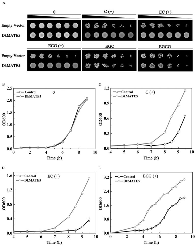 Persimmon proanthocyanidins precursor transmembrane transport gene DkMATE5 and application thereof