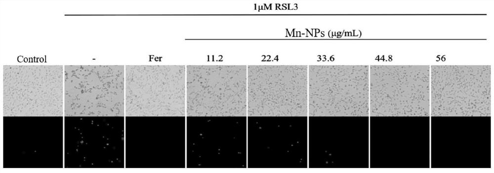 Manganese-based nano-enzyme as ferroptosis inhibitor and application of manganese-based nano-enzyme in liver injury