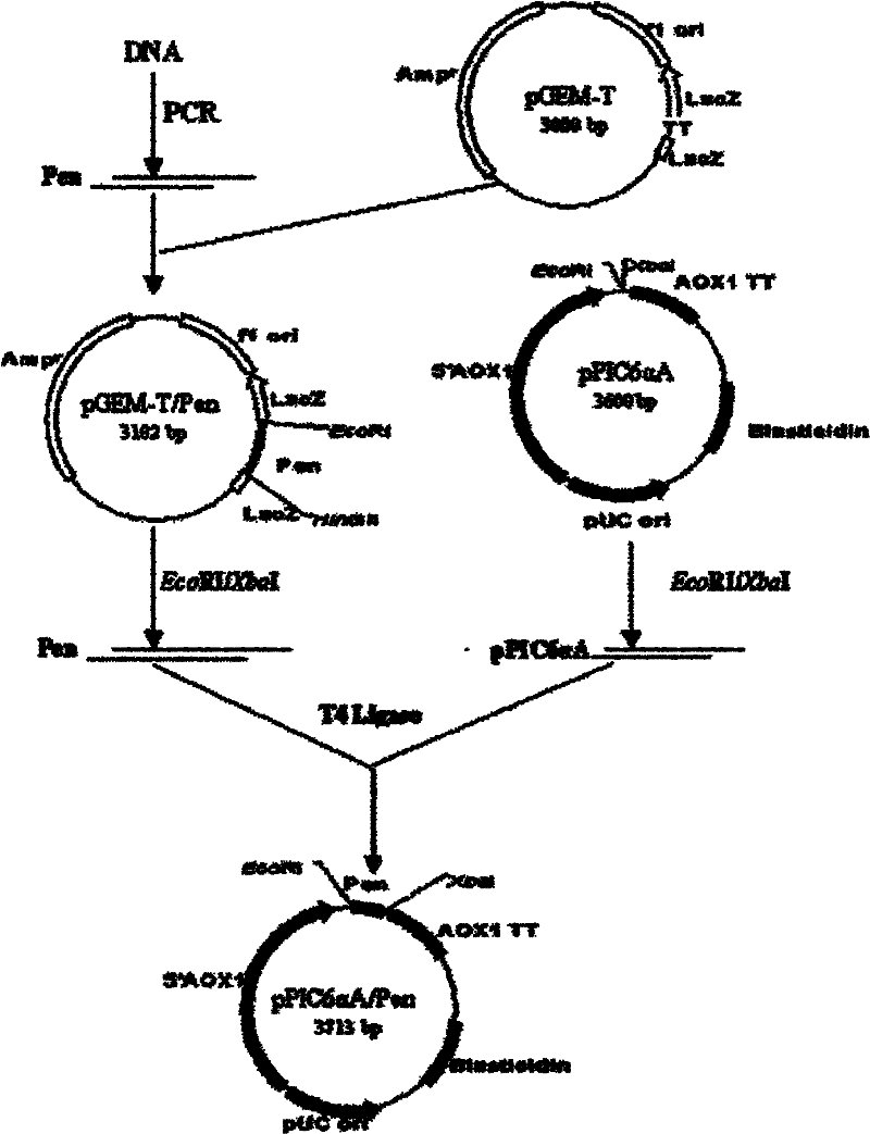 Recombined litopenaeus setiferus protein SF-P9, preparation method and application thereof