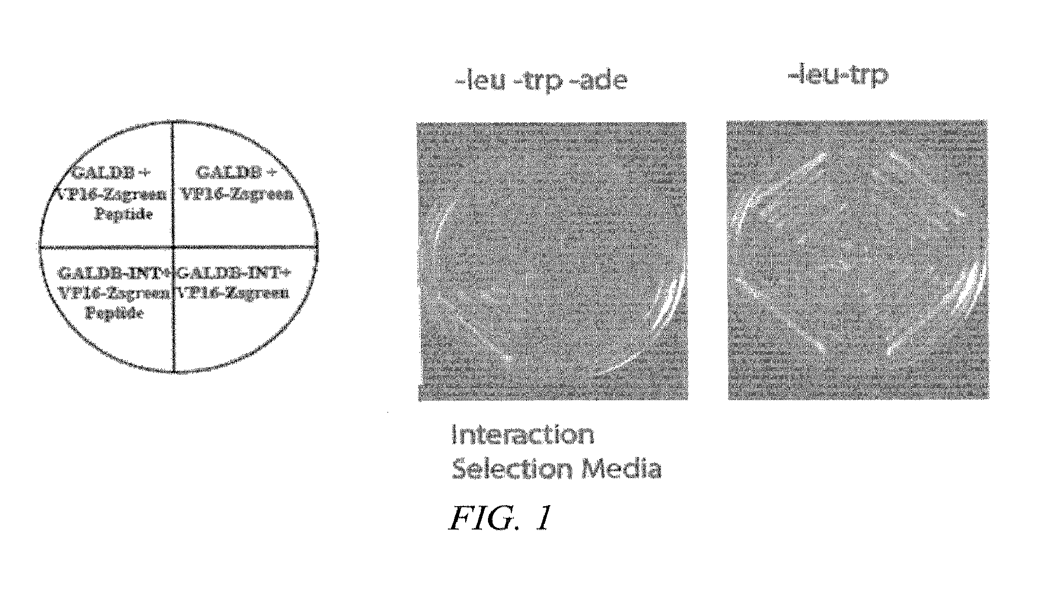 Inhibitors of viral integrase and methods of use