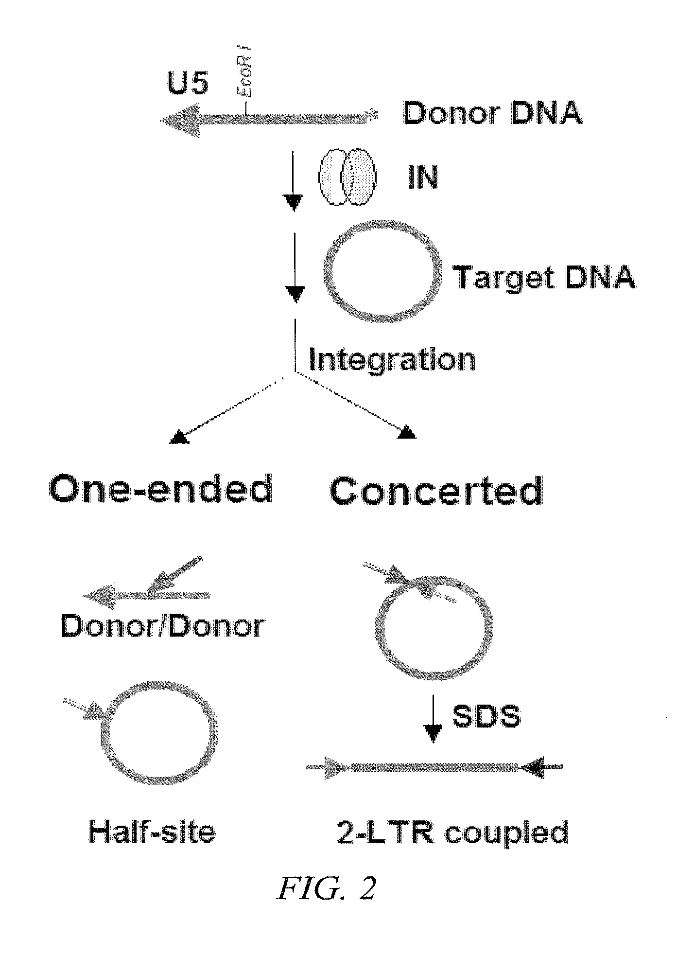 Inhibitors of viral integrase and methods of use