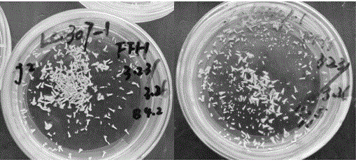 Low-temperature over-summering preservation and cultivation method of brassica napus L microspore culture embryoid