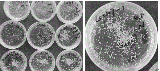 Low-temperature over-summering preservation and cultivation method of brassica napus L microspore culture embryoid