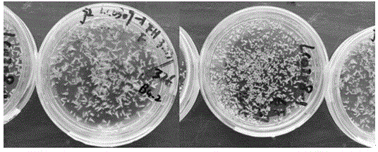 Low-temperature over-summering preservation and cultivation method of brassica napus L microspore culture embryoid